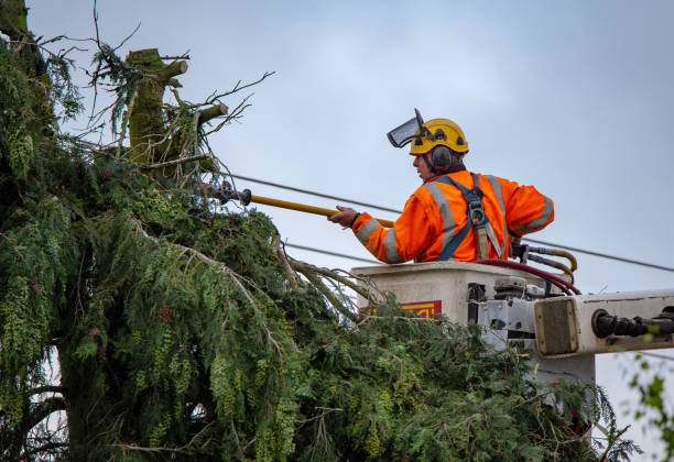 Best Storm Damage Tree Cleanup  in Altamont, KS